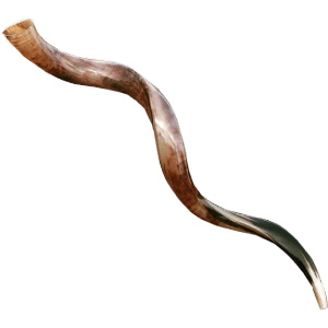 Shofar Yemenita jumbo (#60)  36-40 pulgadas / 90-100 cm